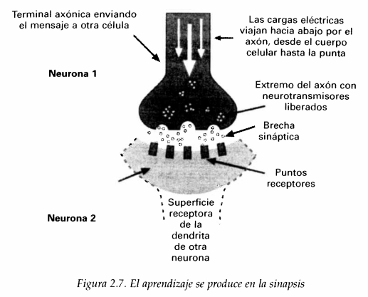 Neuronas en sinapsis