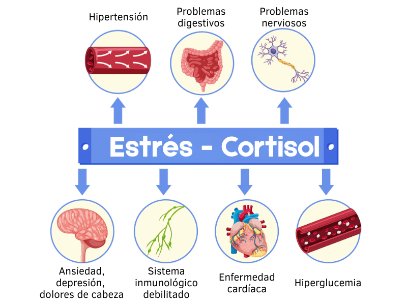Diagrama que muestra cómo el cortisol nos afecta, explicando las consecuencias del estrés crónico.